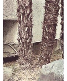 お古 | デニムパンツ