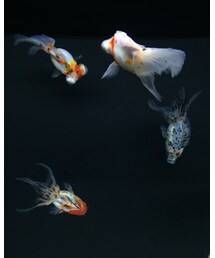 📷🐟 | その他