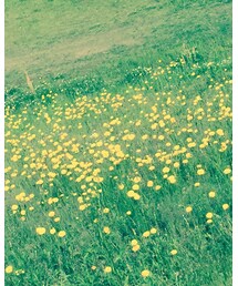 満開のDandelion | その他