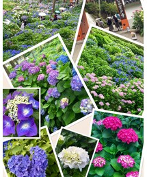 三室戸寺 紫陽花 | その他