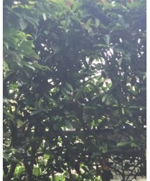 GU | シャツ/ブラウス