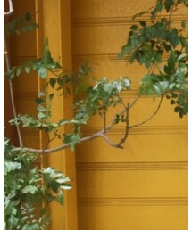 Amina | ピアス（両耳用）