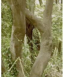 新宿御苑 | その他