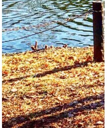 Timberland | ブーツ