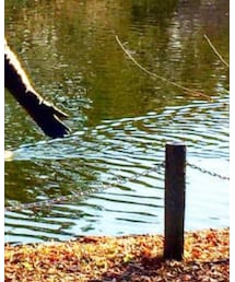 SHIMOKITAZAWA RINGO | ジャケット/アウター