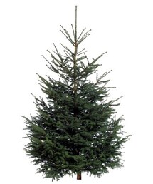 JAPAN | 木(その他)