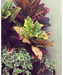 SUPERGA | モカシン/デッキシューズ