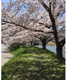 桜 | その他