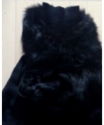 Karl Donoghue | ストール/ショール