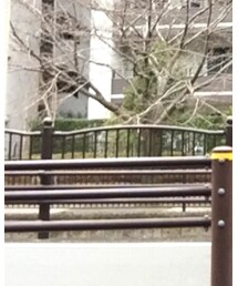 STUSSY | チノパンツ