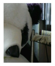 相棒ぱんこ🐼 | その他