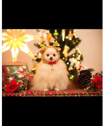 ポメラニアン | その他