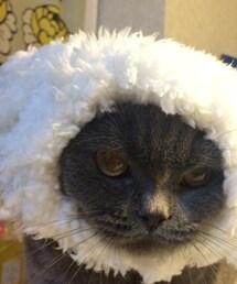 不明 | 羊、、、ではないよね(その他)