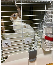 あんず🐰NEWドリンカー📸 | ペットグッズ