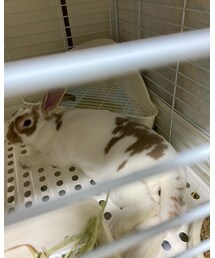 あんず🐰リラックス📸 | その他