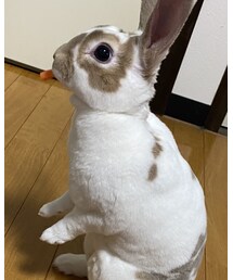 にんじん食べるあんず🐇 | その他