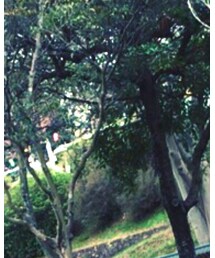 Ray-Ban | サングラス