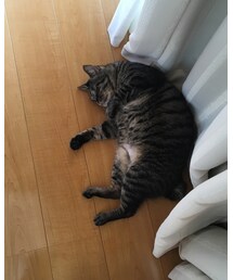 うちのねこ | その他