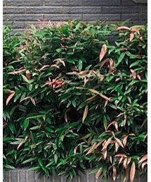 funfromfun | トートバッグ