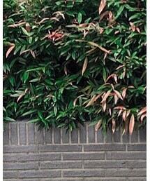 Maison Margiela | シューズ