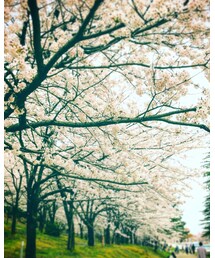 村松公園🌸 | その他