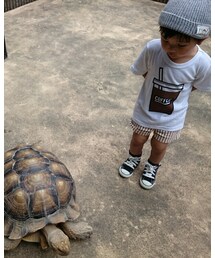 🐢 | フィギュア