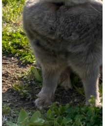 🐇 | その他