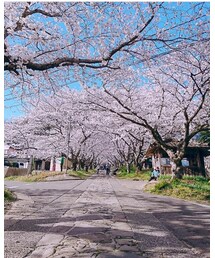 🌸桜のトンネル🌸 | その他