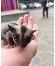 フクロモモンガ | その他