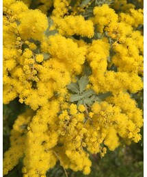 🌼🌿🌼🌿🌼🌿🌼 | その他