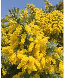 🌼🌿🌼🌿🌼🌿🌼 | その他