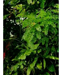 adidas stan smith | スニーカー