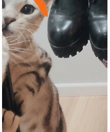 ぼちゃん | 財布/小物