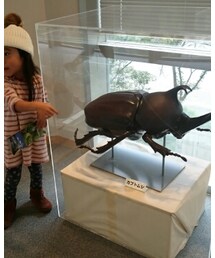 カブトムシlove❤ | その他
