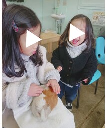 モルモットちゃん | その他