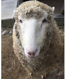 フォーゲルパークの羊さん | その他