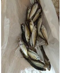 釣果 | その他アンダーウェア/インナー