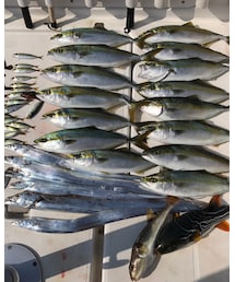 ハマチ15匹タチウオ6匹フグ2匹 | その他