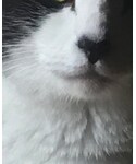 GUCCI(グッチ)の「ジャケット/アウター(テーラードジャケット)」