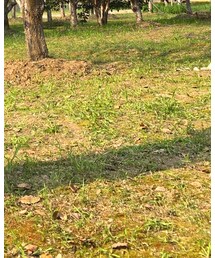 Dr. Martens | シューズ