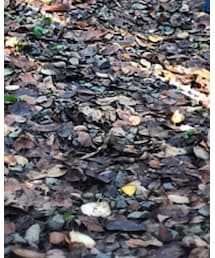 Birthday | スニーカー