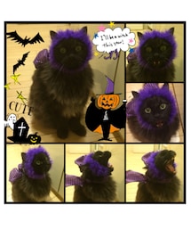黒猫デビル・ハロウィン | ハロウィンのコスプレでデビルに扮装😈いろいろ考え中✨(その他)