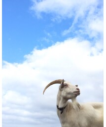 ヤギ、イケメン😍💖 | その他