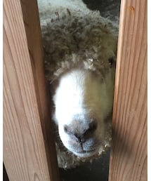 きょとん🐑 | その他