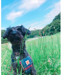 愛犬ちゃん | その他