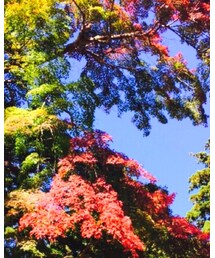 紅葉 | その他