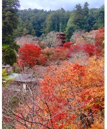 紅葉♡ | その他