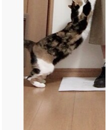 うちのにゃんこ | その他