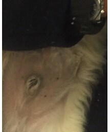 わんこ | その他