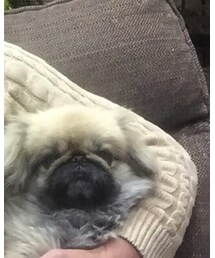 Pekingese | おもちゃ